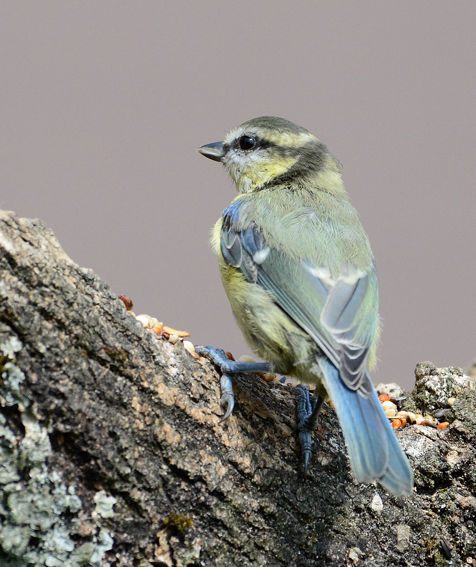 Juvenile Blue Tit