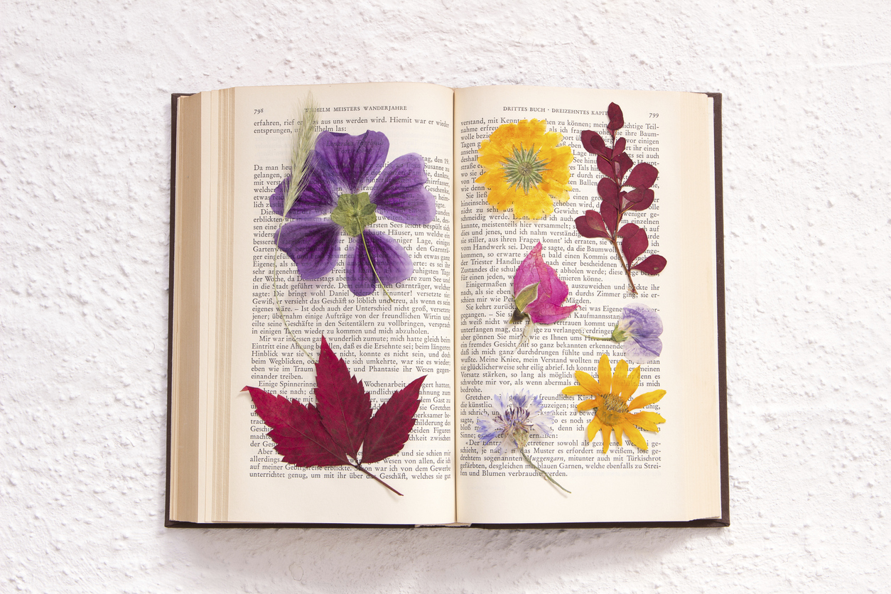 pressed flowers in an old book (Goethe, public domain)