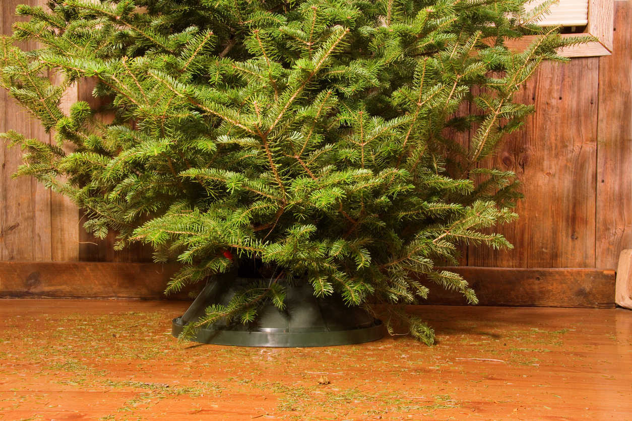 After Christmas Tree and Needles Landscape