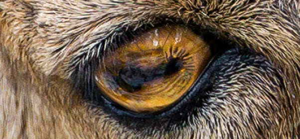 ibex-eyes.jpg