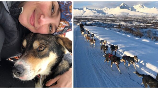 iditarod-dogs