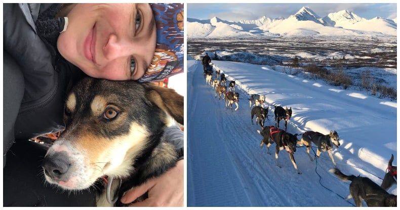 iditarod-dogs