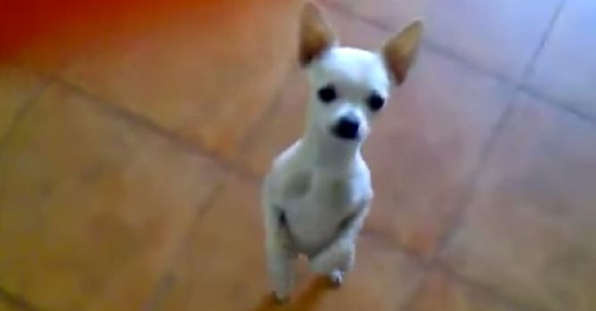 if-you-havent-seen-this-chihuahua-dancing