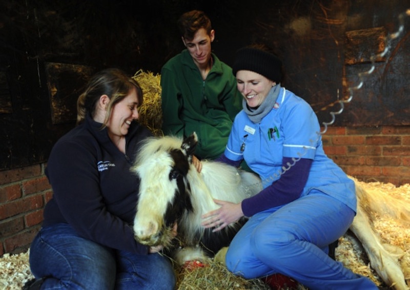how we mastered the mission to rescue mother horse... They Find A Baby Dying In The Cold—Then Do The Unthinkable