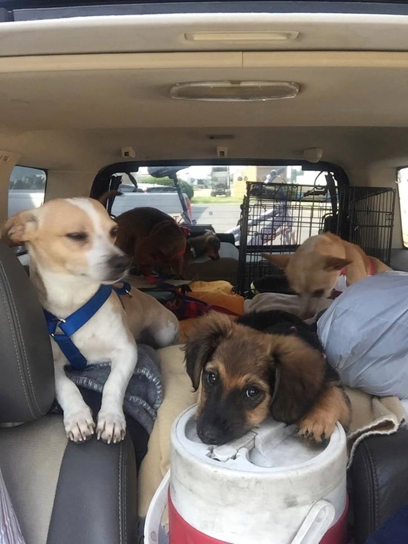 in-car.jpg
