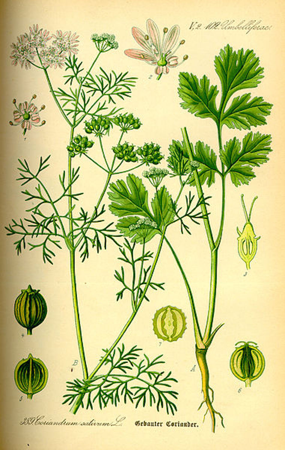 ina-garten-cilantro.jpg