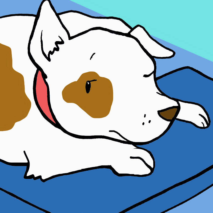 is-my-dog-really-sleeping-all-the-time.jpg