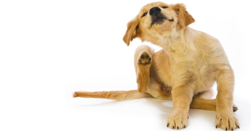 itchy-dog-scratching-1.jpg itchy-dog-scratching-1.jpg