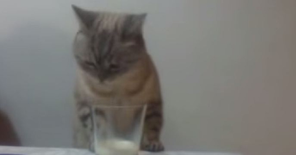 ive-never-seen-a-cat-drink-like-this