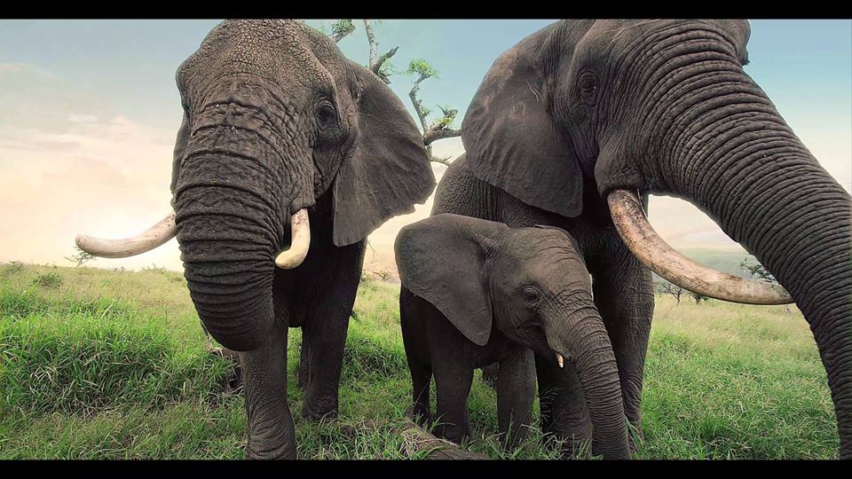 ivory-3.jpg