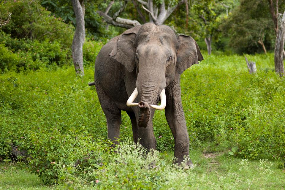 ivory-4.jpg
