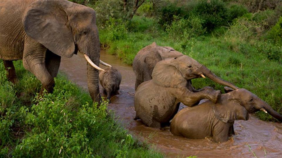 ivory-5.jpg