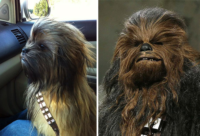 j9ynu-02-2-Chewbacca-Dog.jpg