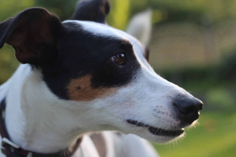 jack-russel-1601289_960_720.jpg