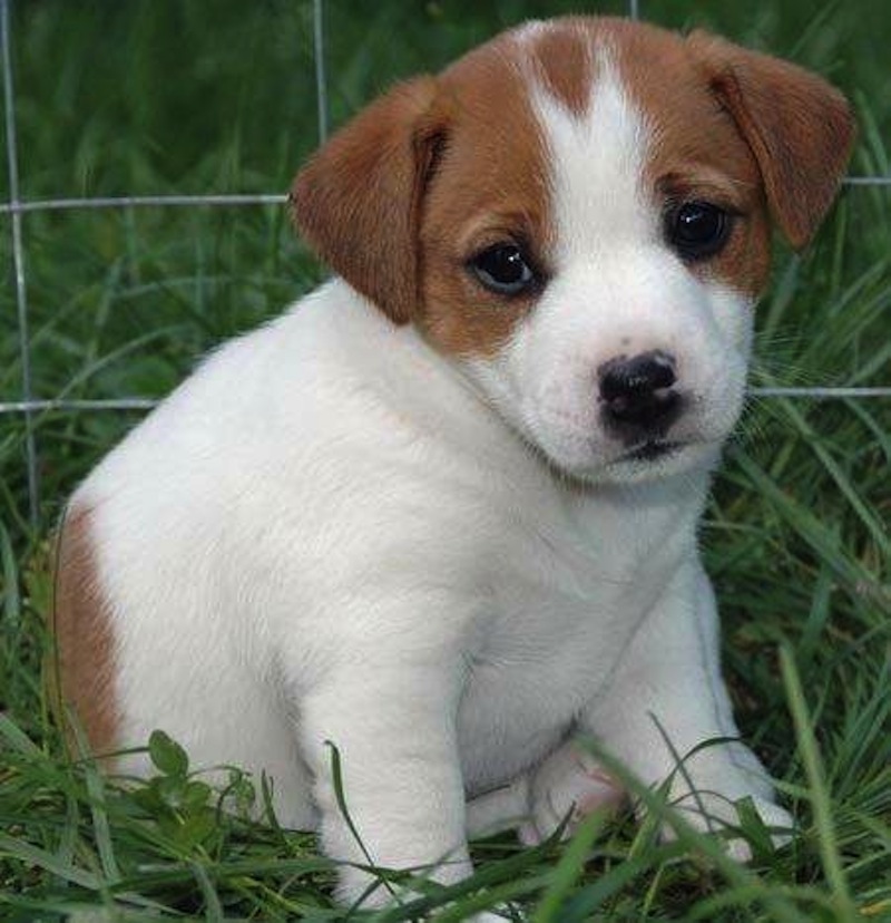 jack-russell-puppies-for-adoption-50349c087f4fbd4fe430.jpg