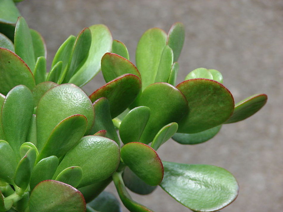 jade-plant.jpg