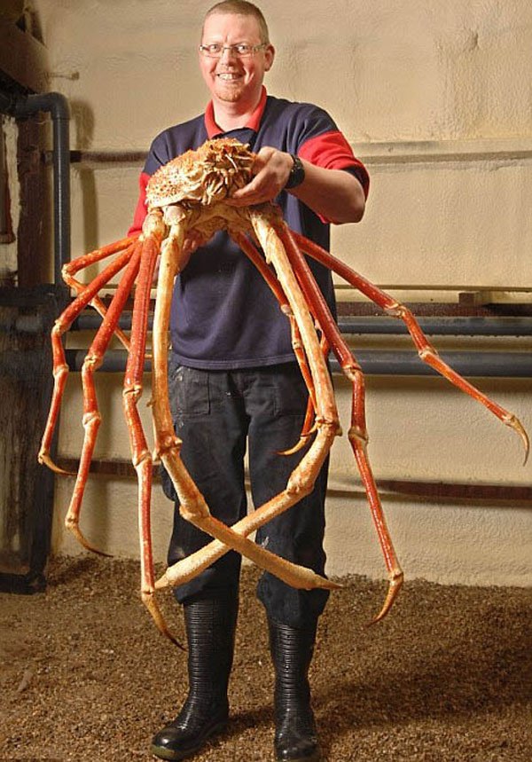 japanese-spider-crab.jpg