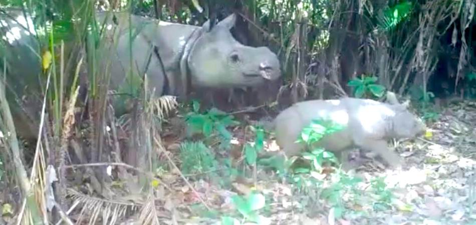 javan-rhino.jpg
