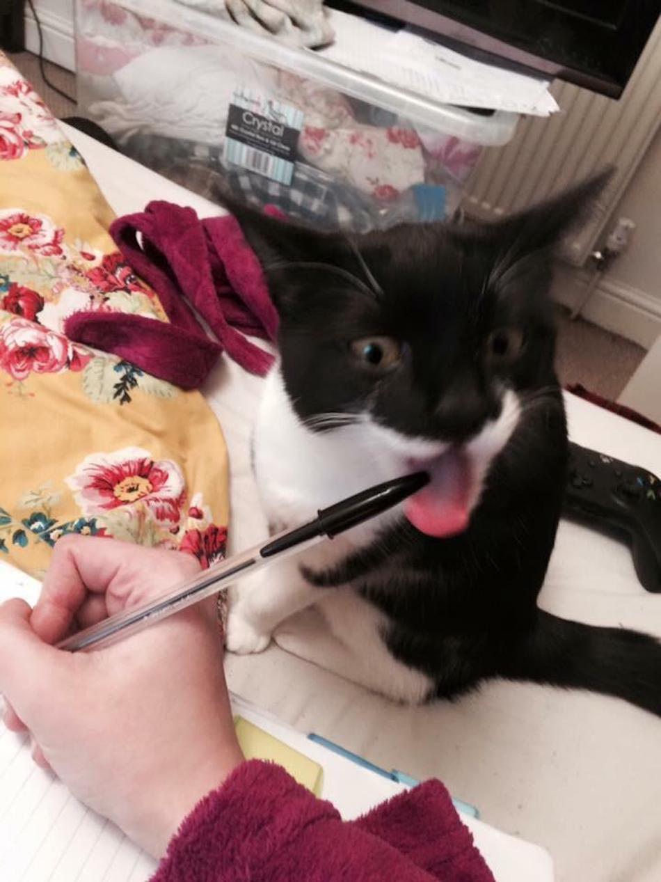 jerk-pet-2.jpg