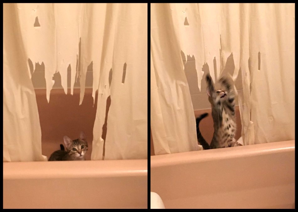 jerk-pet-3.jpg