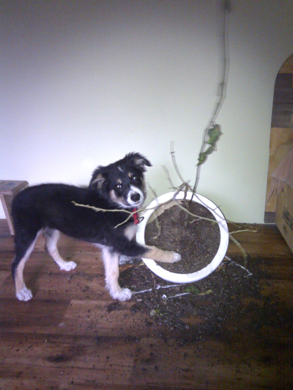jerk-pet-5.jpg