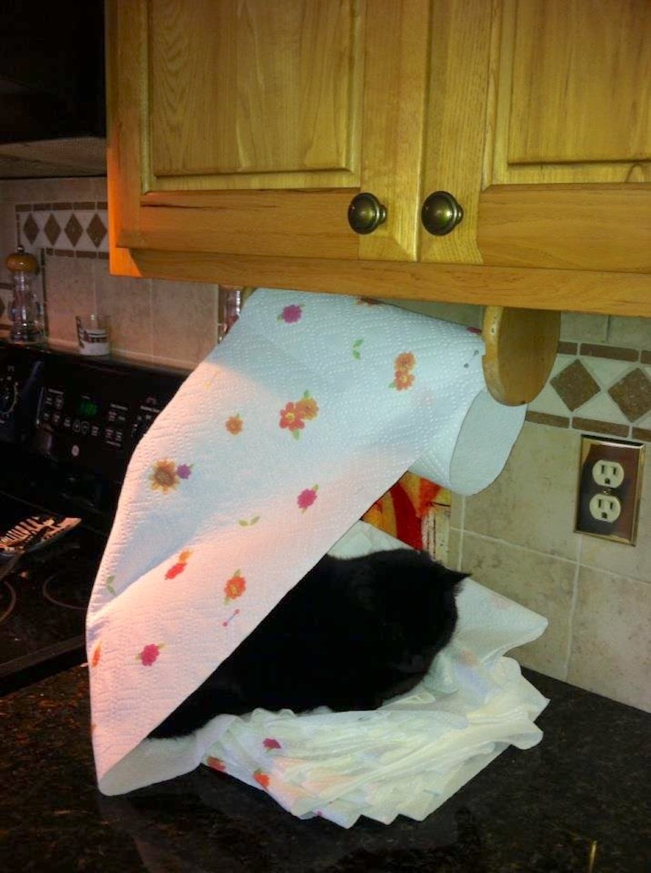 jerk-pet-7.jpg