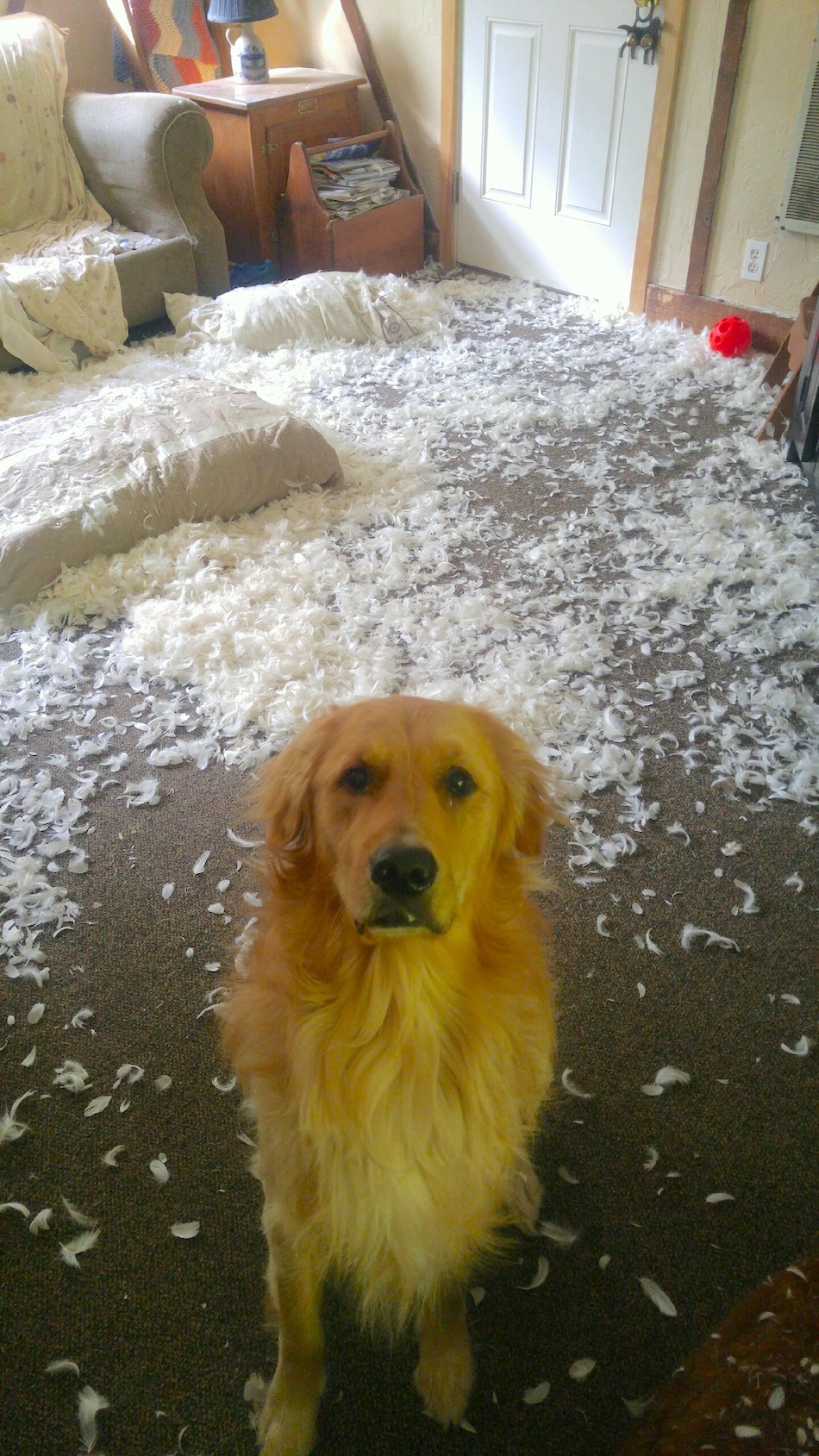 jerk-pet-8.jpg