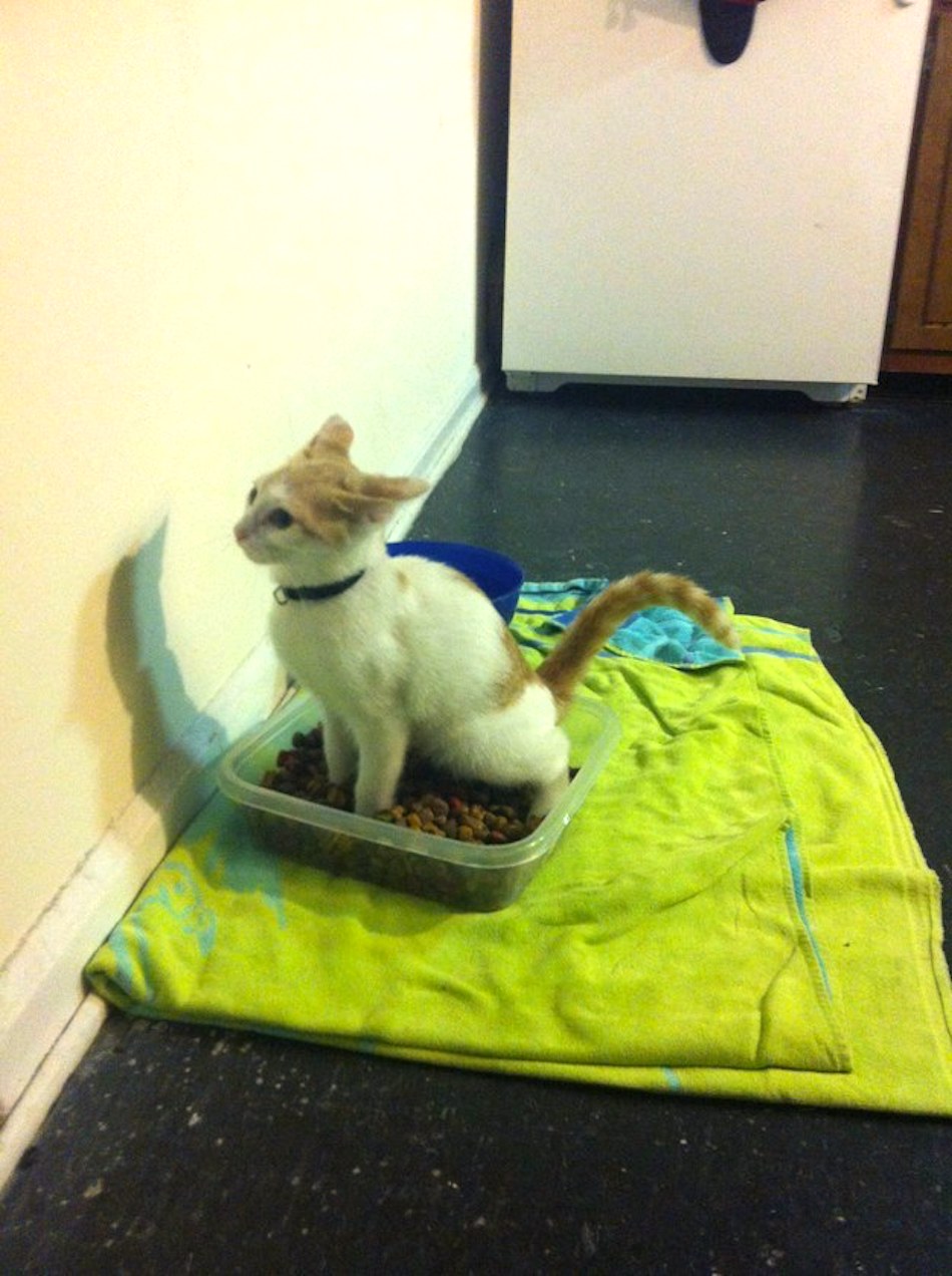 jerk-pet-9.jpg