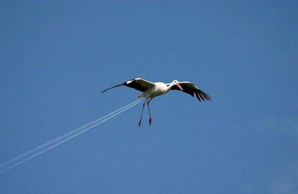 jet-bird.jpg