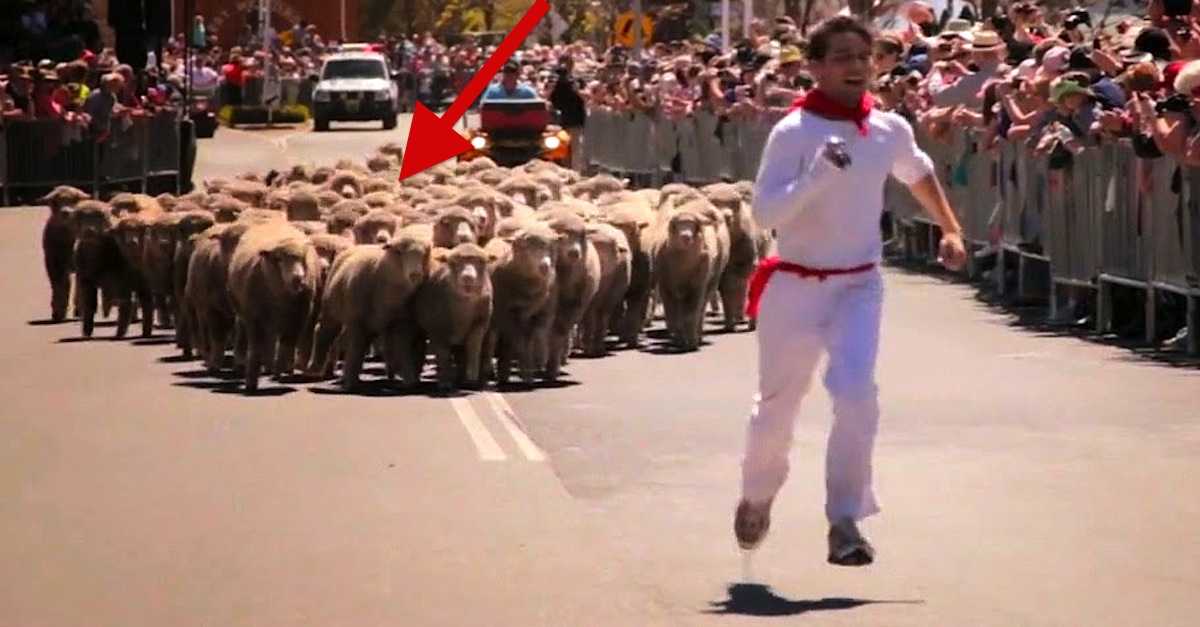 jorge+and+the+running+of+the+sheep