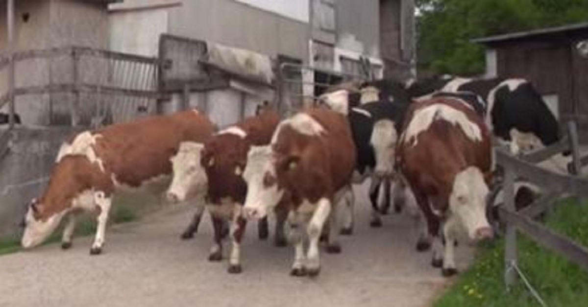 just-when-these-cows-were-about-to-be