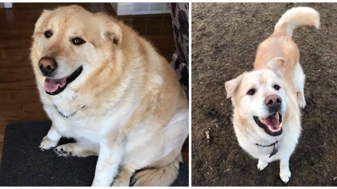 kai-golden-retriever