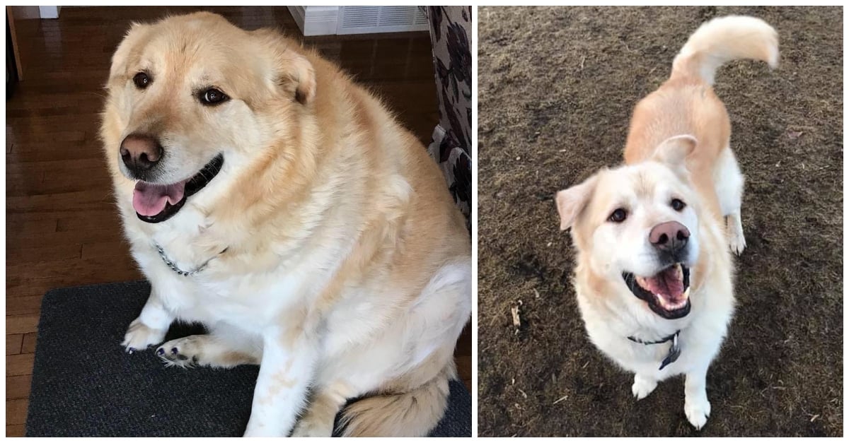 kai-golden-retriever