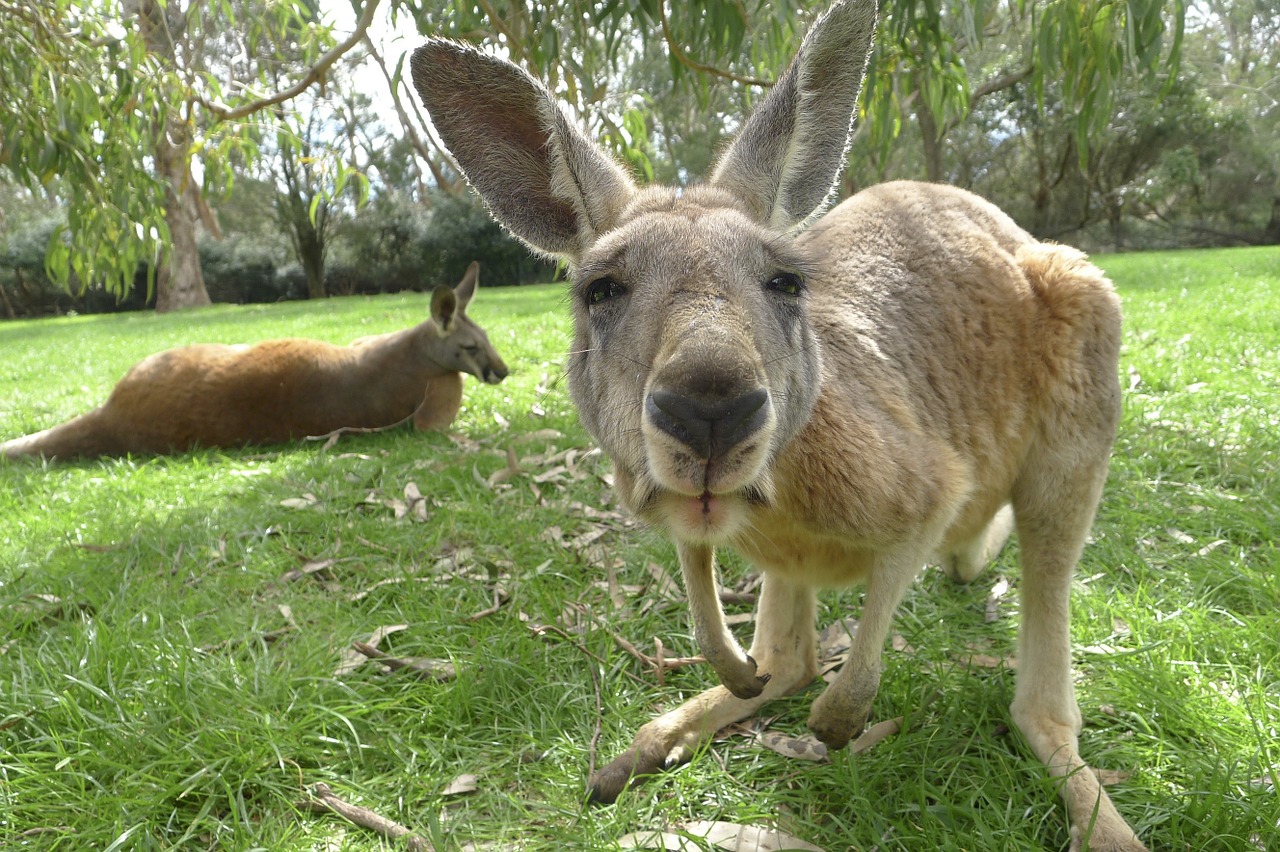 kangaroo-1186177_1280.jpg