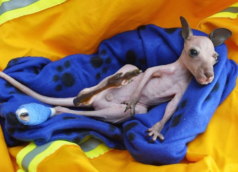 kangaroo-1B.png