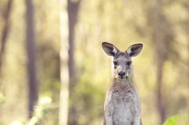kangaroo-3.jpg