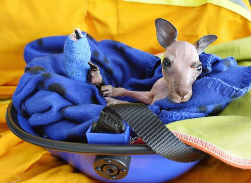 kangaroo-4B.png