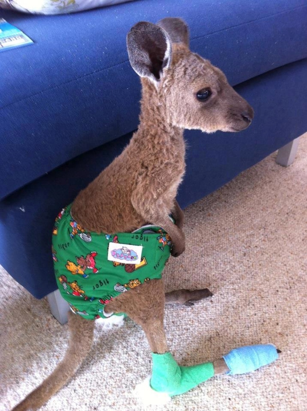 kangaroo-5.jpg