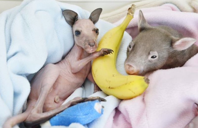 kangaroo-5B.png