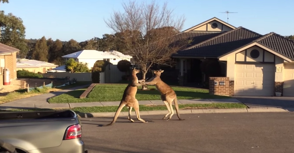 kangaroobattle