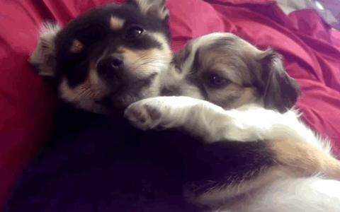 kiss-1.gif