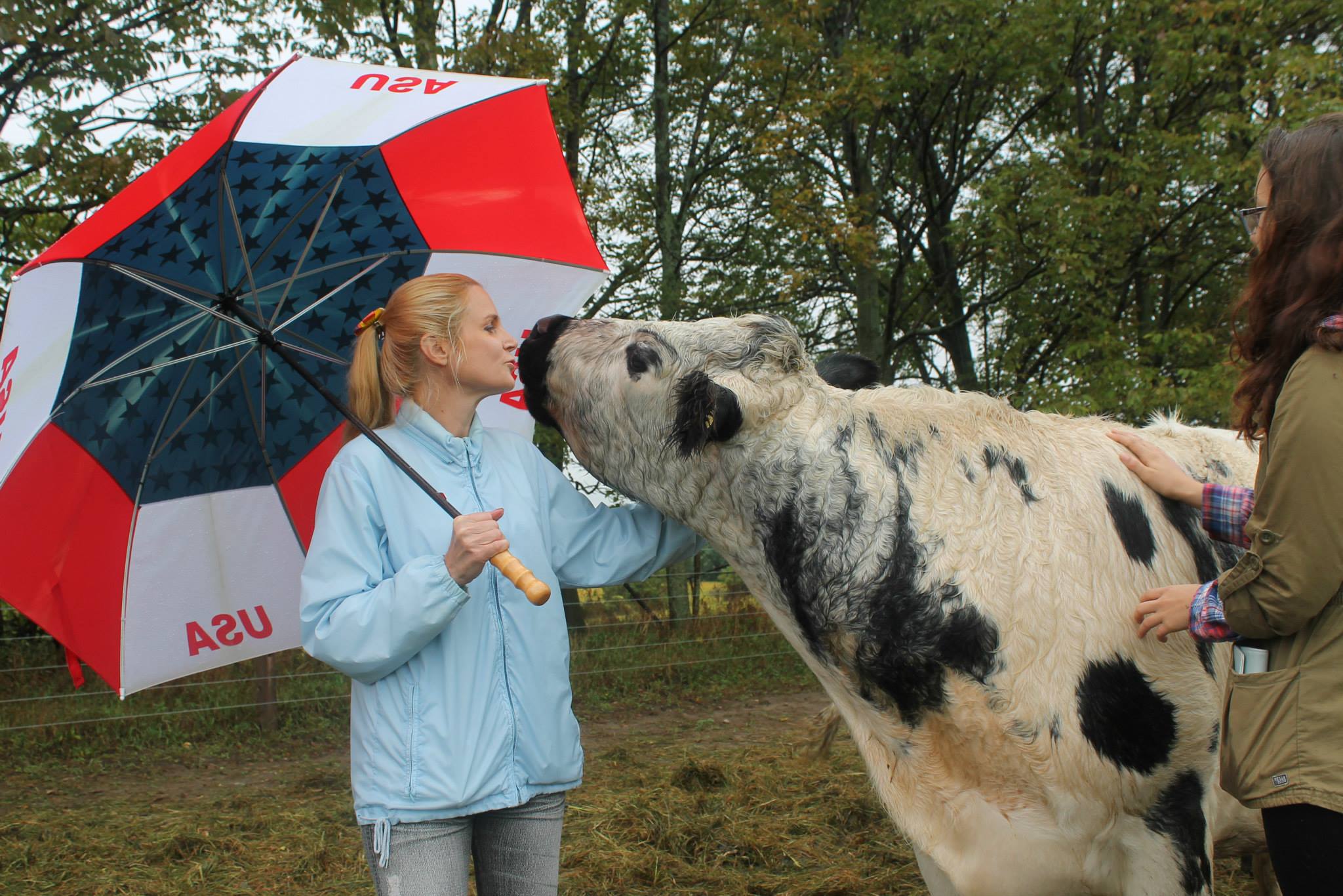 kissycow.jpg