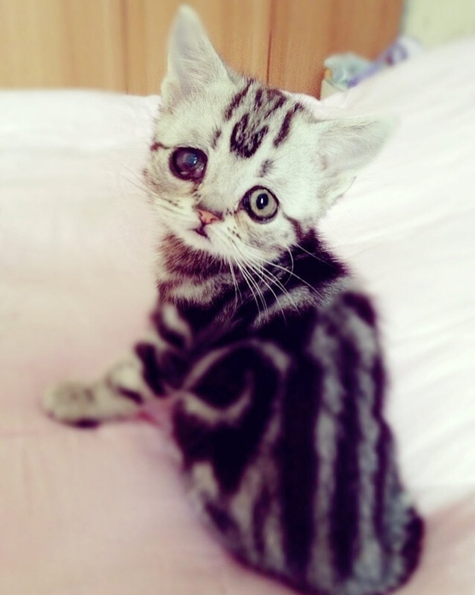 kitten-2.jpg