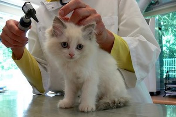 kitten-at-vet