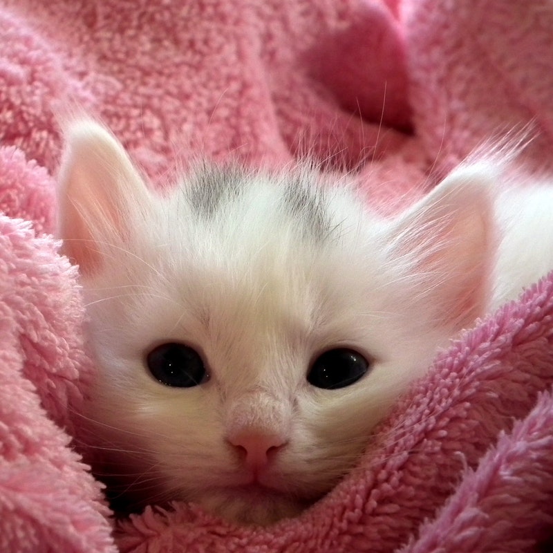 kitten-cat-fluffy-cat-cute-62321.jpeg