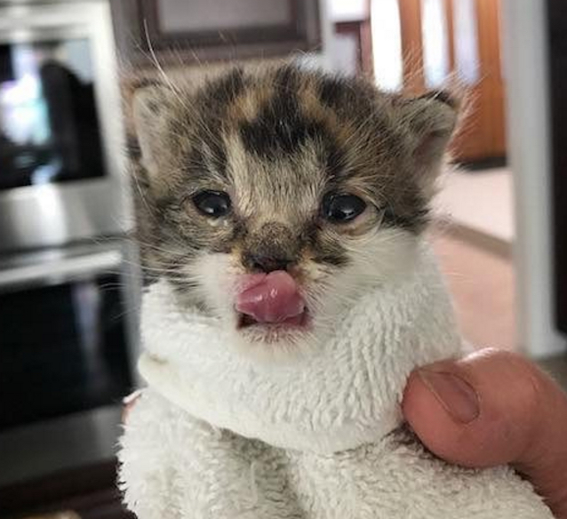 kitten-gets-stuck-in-tissue-box-1.jpg