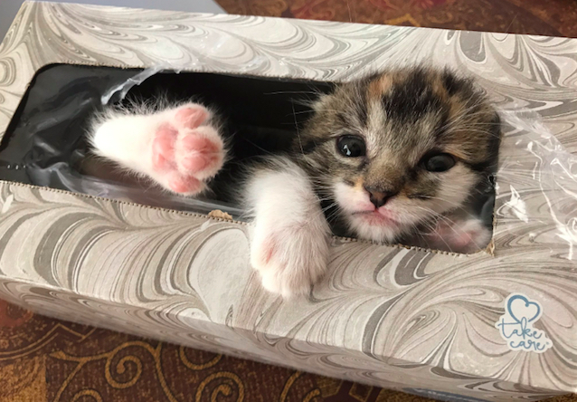kitten-gets-stuck-in-tissue-box-4.jpg