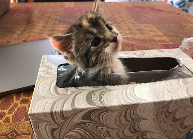 kitten-gets-stuck-in-tissue-box-5.jpg