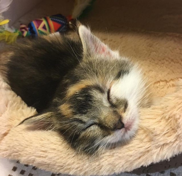 kitten-gets-stuck-in-tissue-box-6.jpg