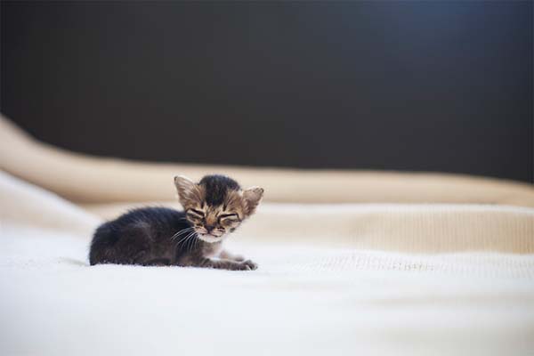 kitten-rescue10.jpg